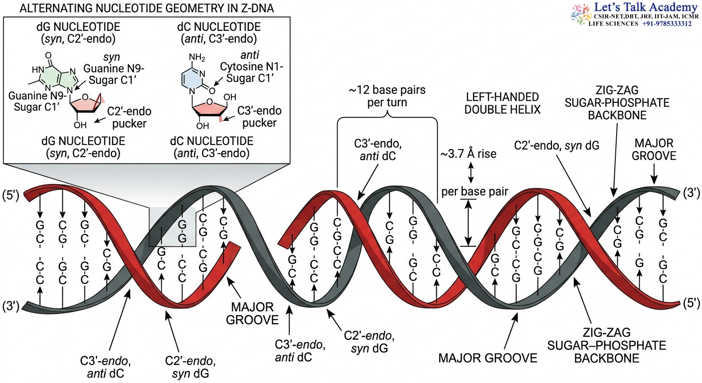 Structural Characteristics of Z-DNA
