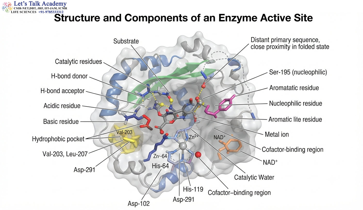 Structure and Components of an Enzyme Active Site