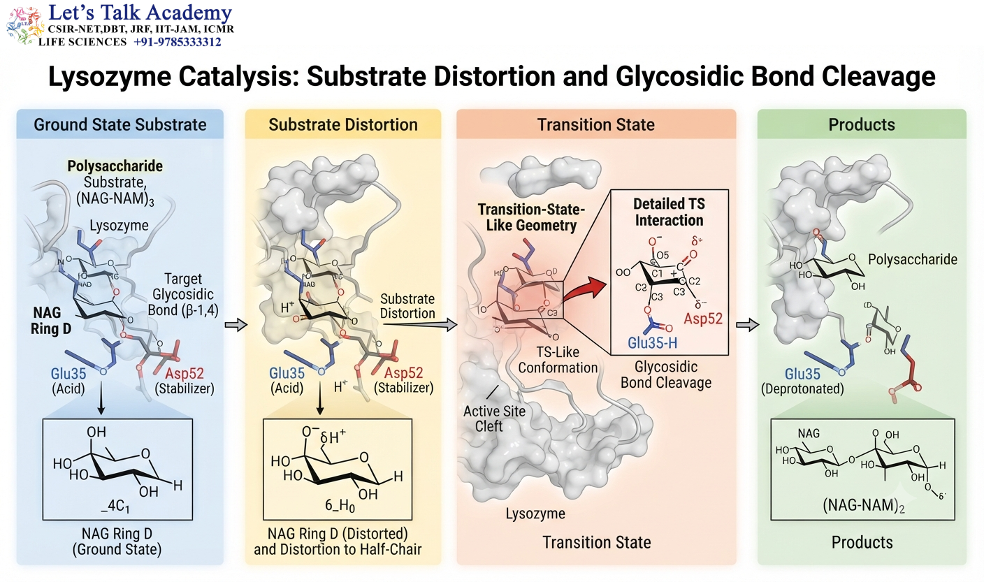Lysozyme Catalysis: Substrate Distortion and Glycosidic Bond Cleavage