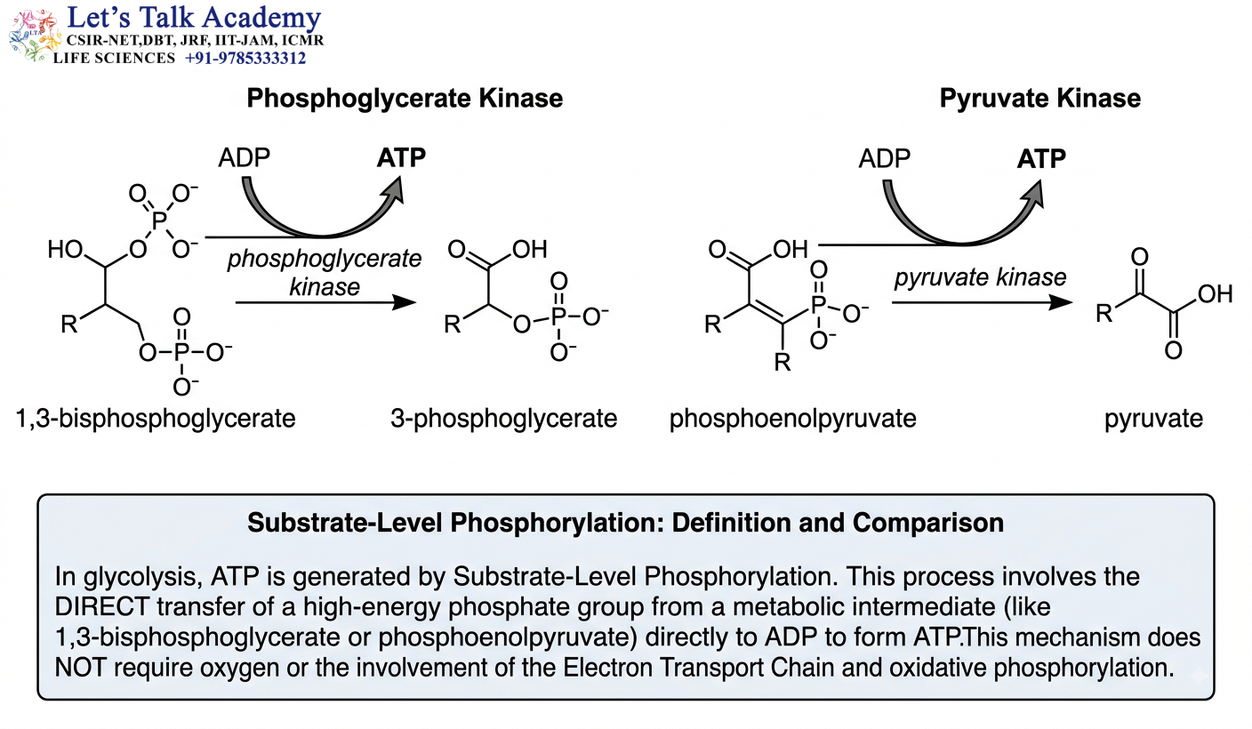 Substrate-Level Phosphorylation