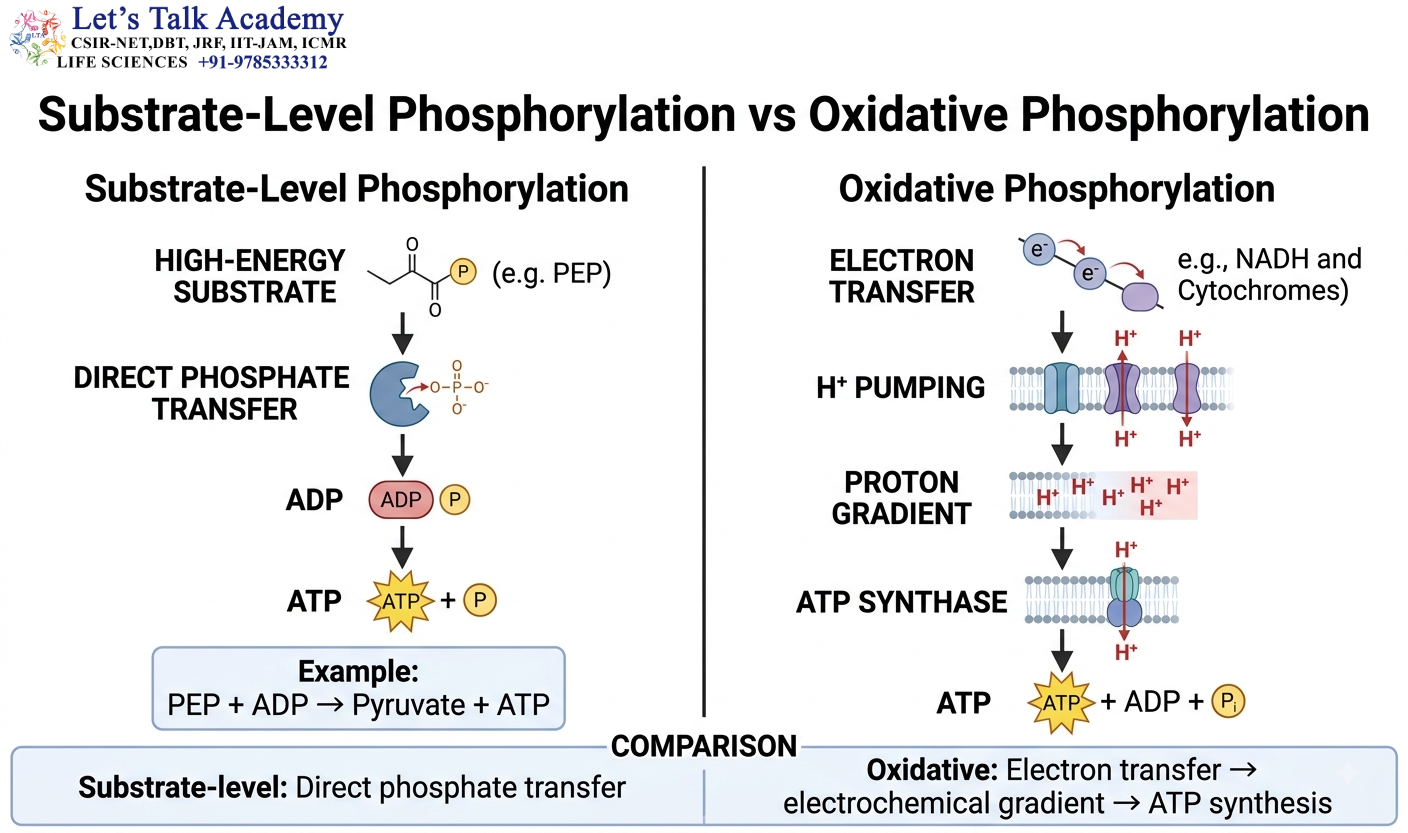 Substrate-Level vs Oxidative Phosphorylation