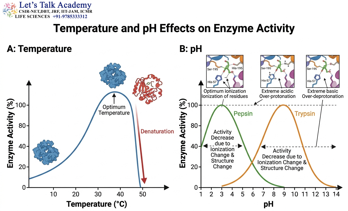 Effect of Temperature and pH on Enzyme Activity