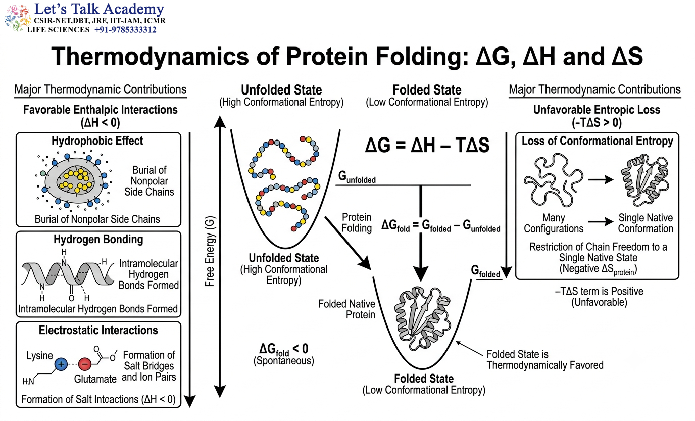 Thermodynamics of Protein Folding: ΔG, ΔH and ΔS