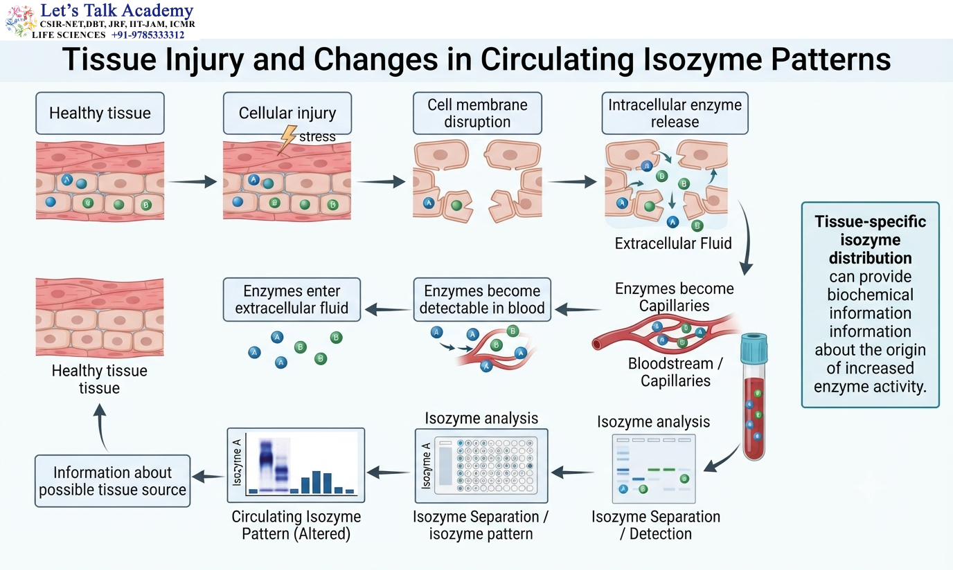 Tissue Injury and Changes in Circulating Isozyme Patterns