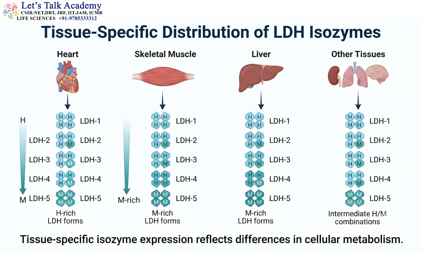 Tissue-Specific Distribution of LDH Isozymes