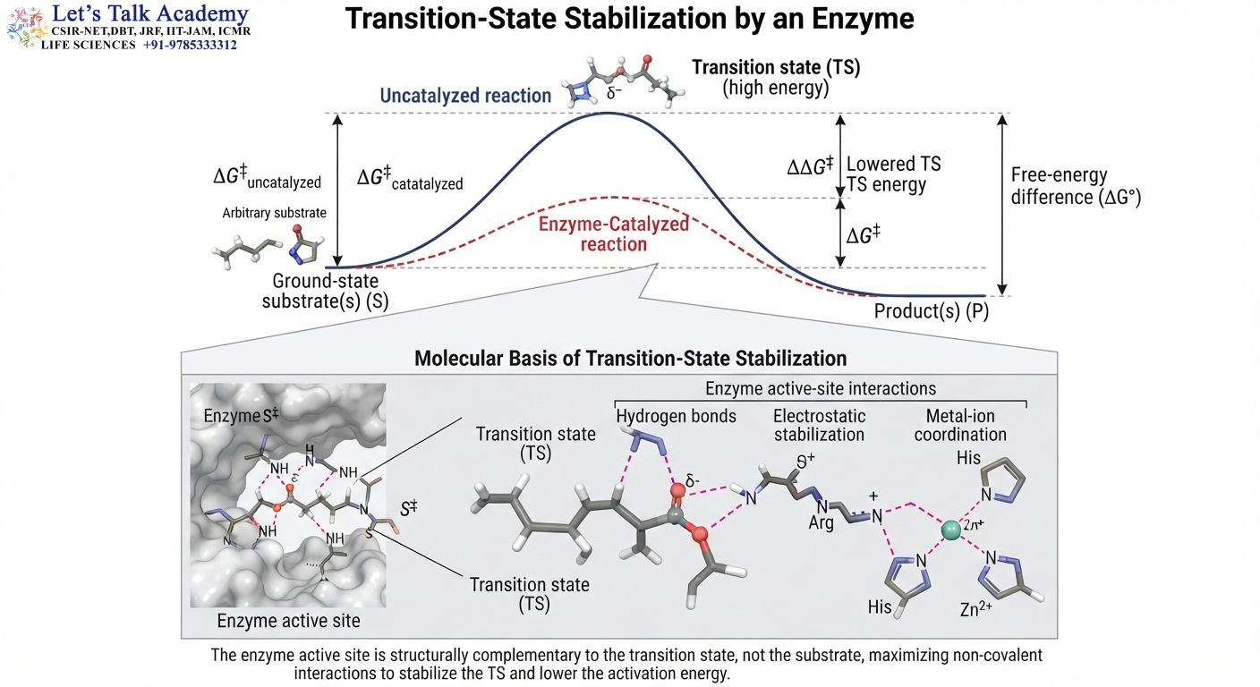 Transition-State Stabilization by Enzymes