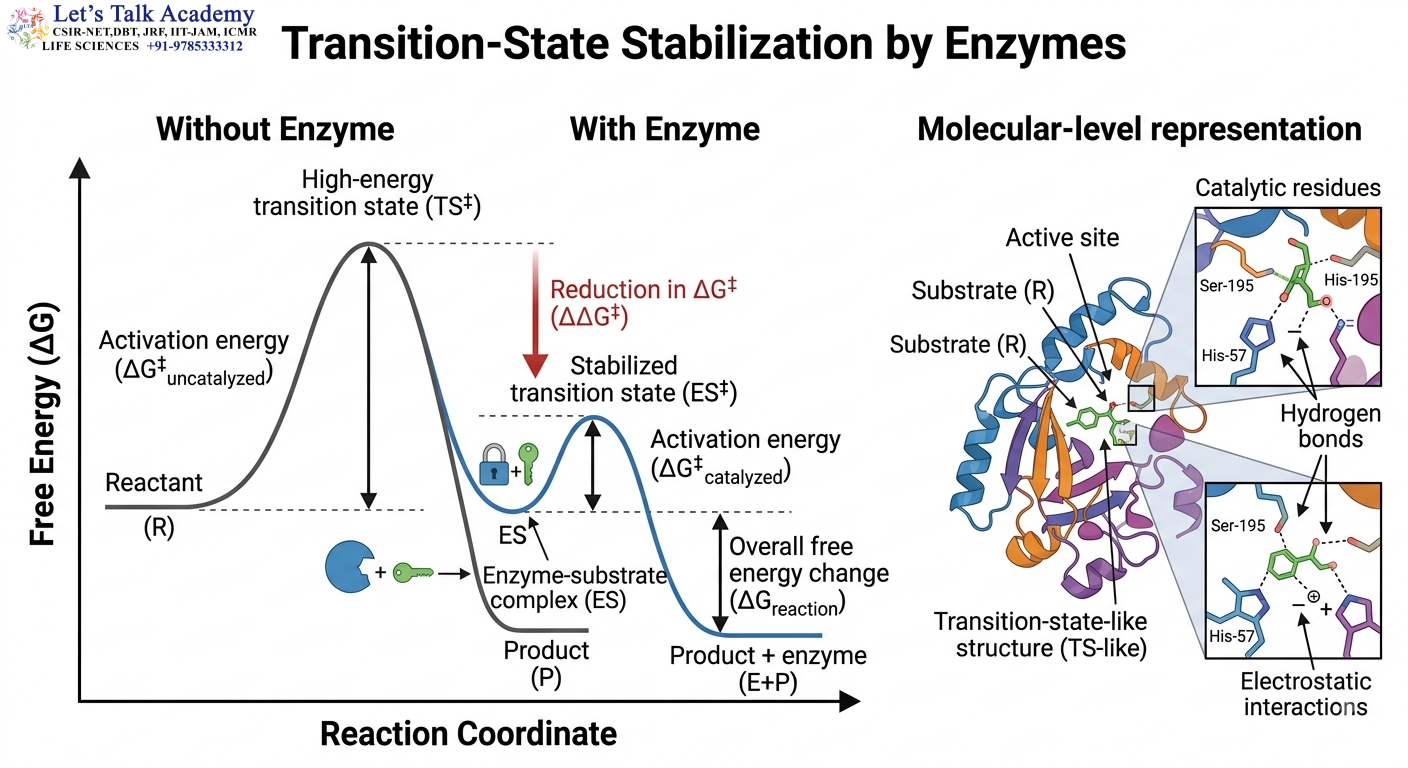 Transition-State Stabilization by Enzymes