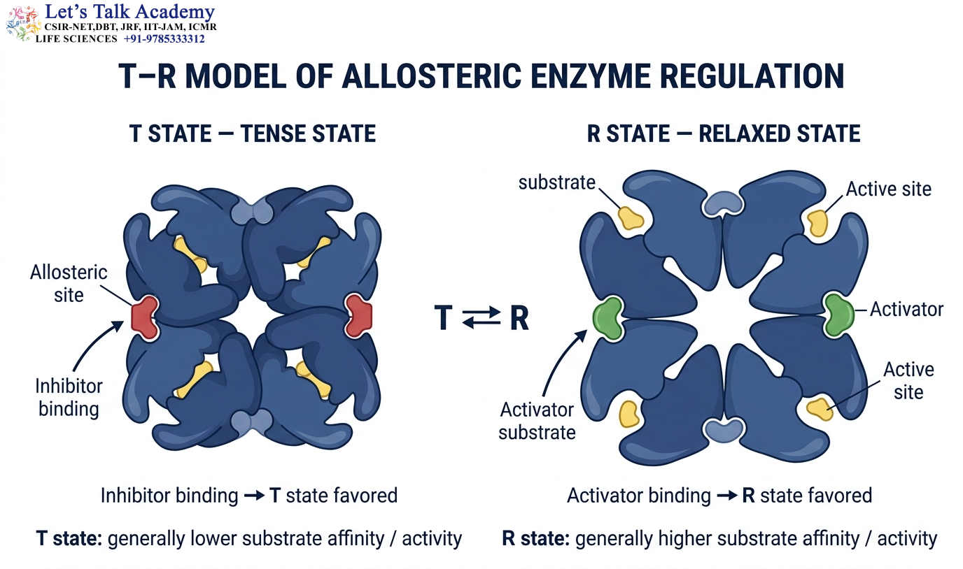 T–R Model of Allosteric Enzyme Regulation