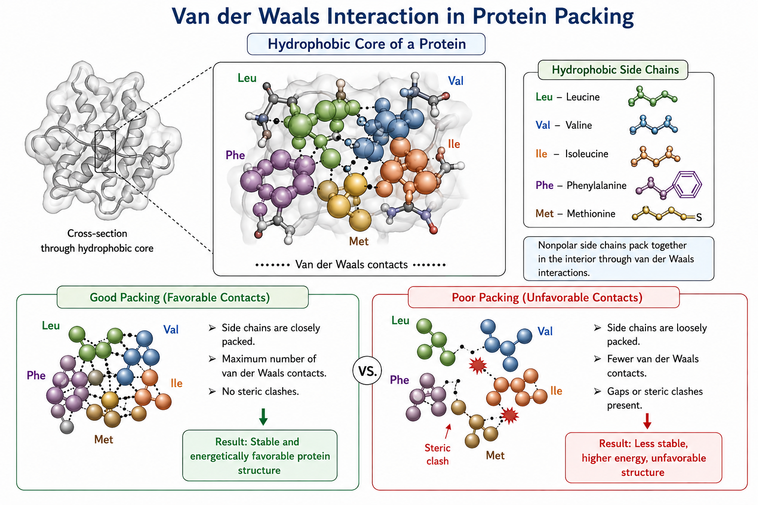 Van der Waals Interaction in Protein Packing