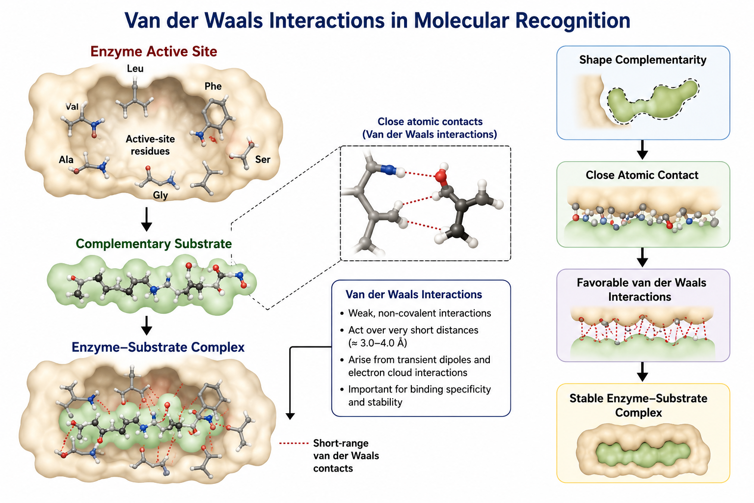 Van der Waals Interactions in Molecular Recognition