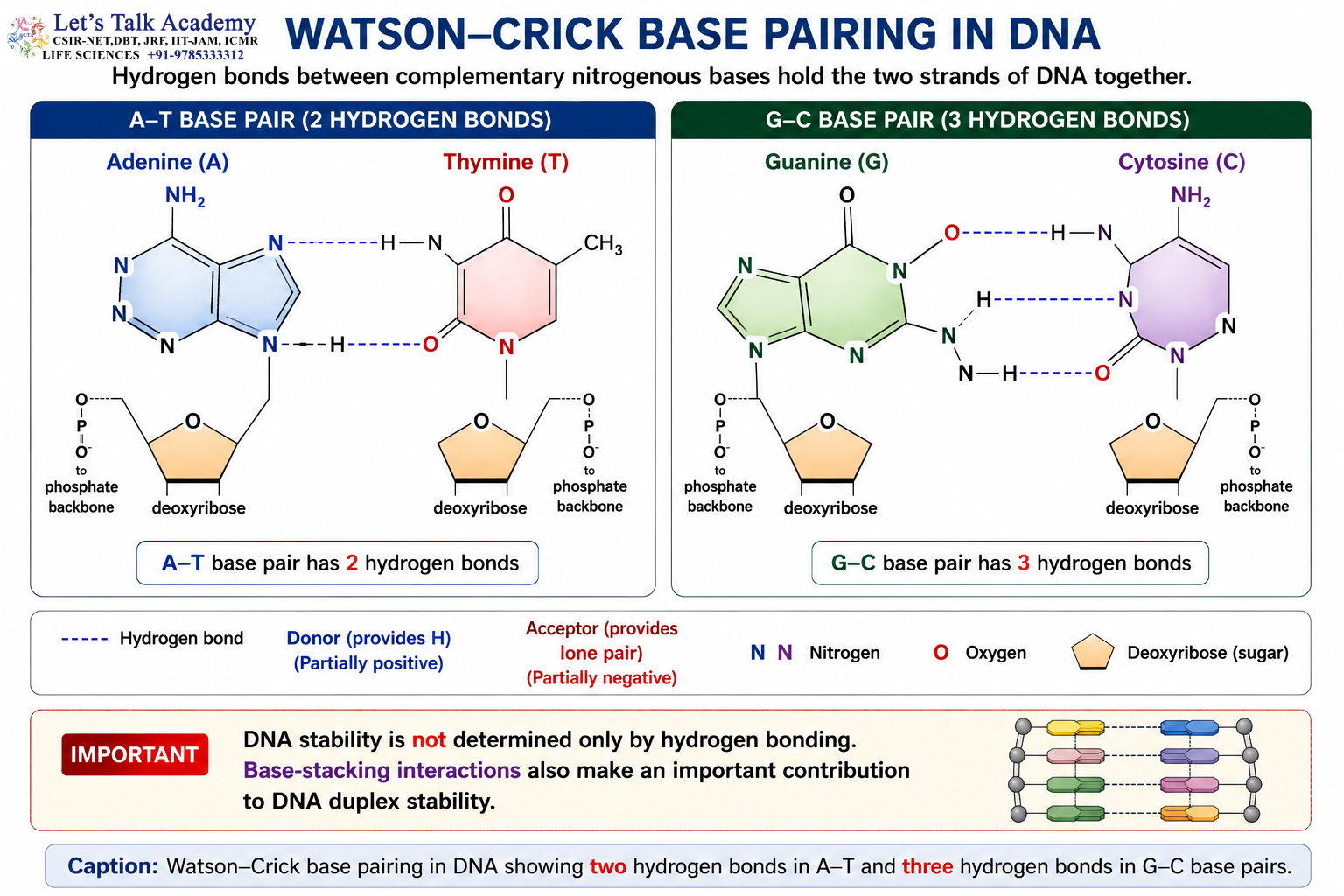 Watson–Crick DNA Base Pairing Infographic