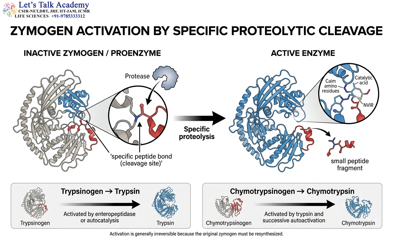 Zymogen Activation by Specific Proteolytic Cleavage