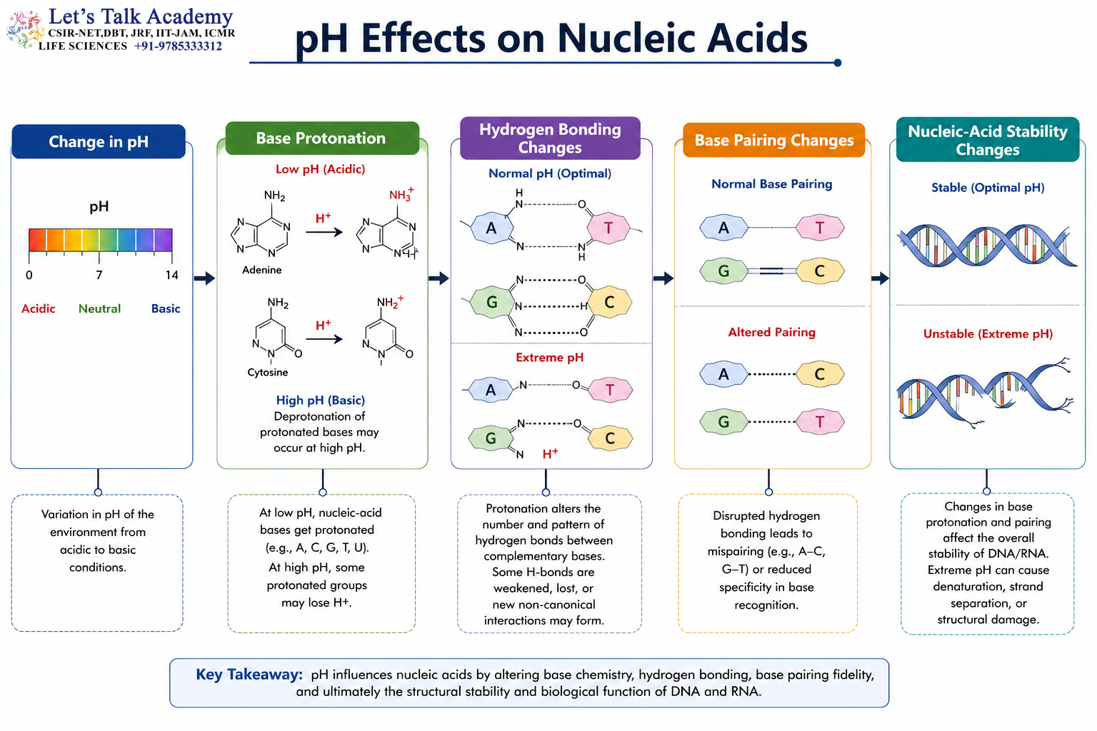pH Effects on Nucleic Acids