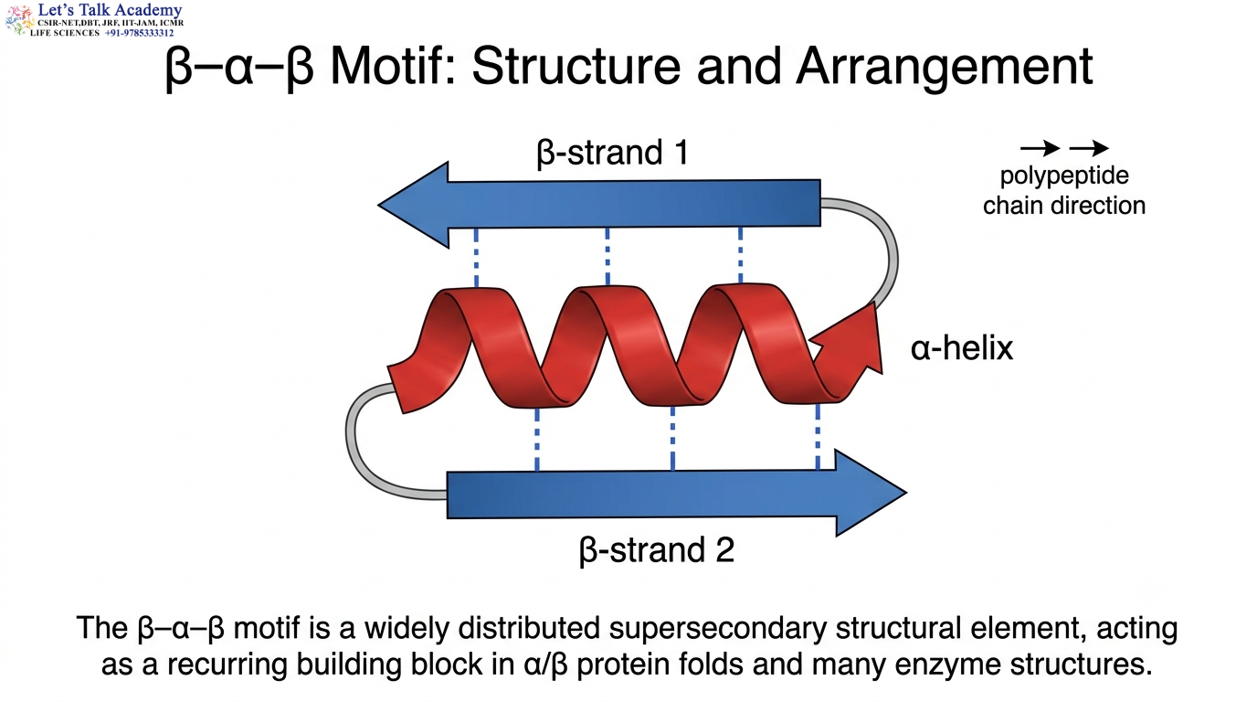 β–α–β Motif: Structure and Arrangement