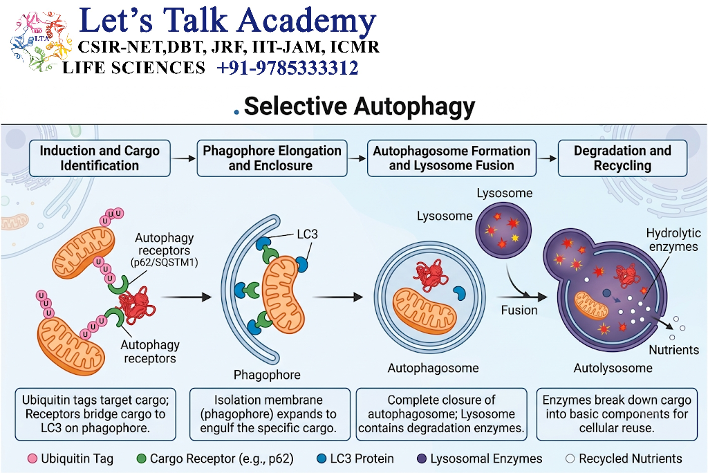 Selective Autophagy