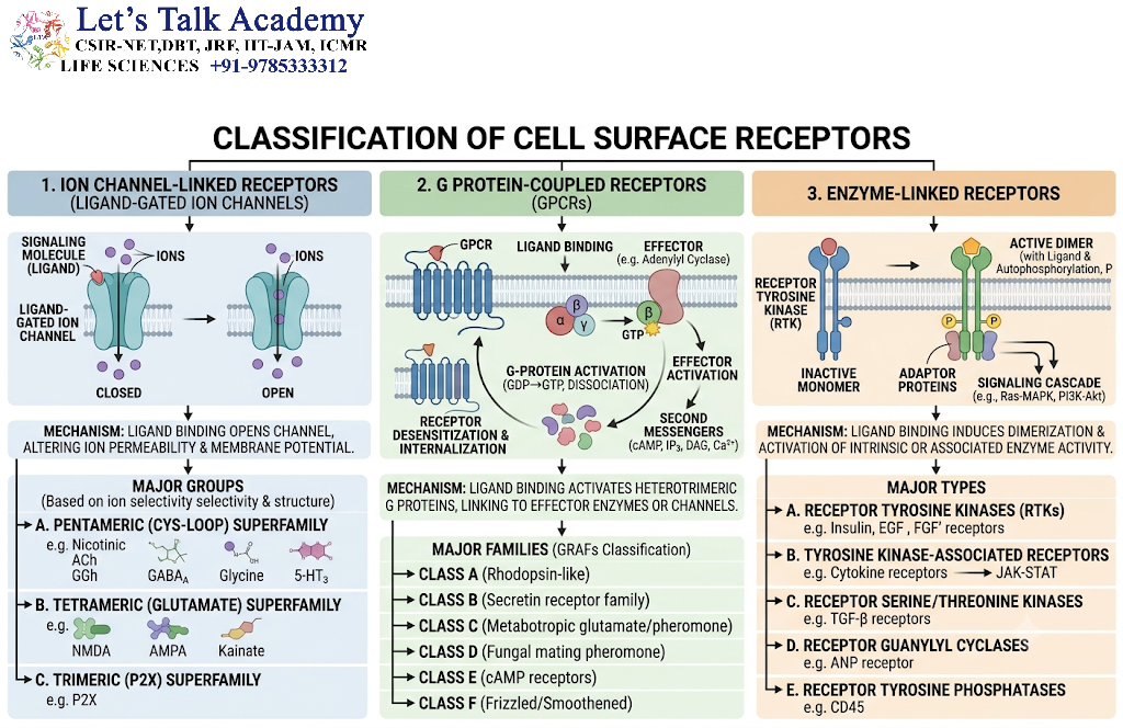 Classification of Cell Surface Receptors