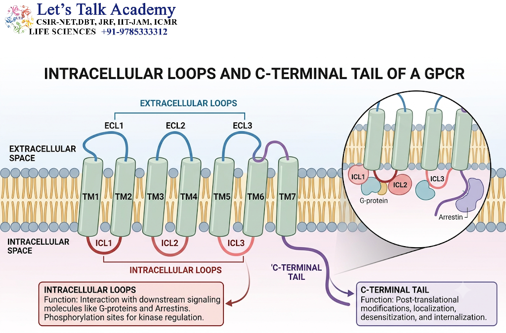 Intracellular Loops and C-Terminal Tail