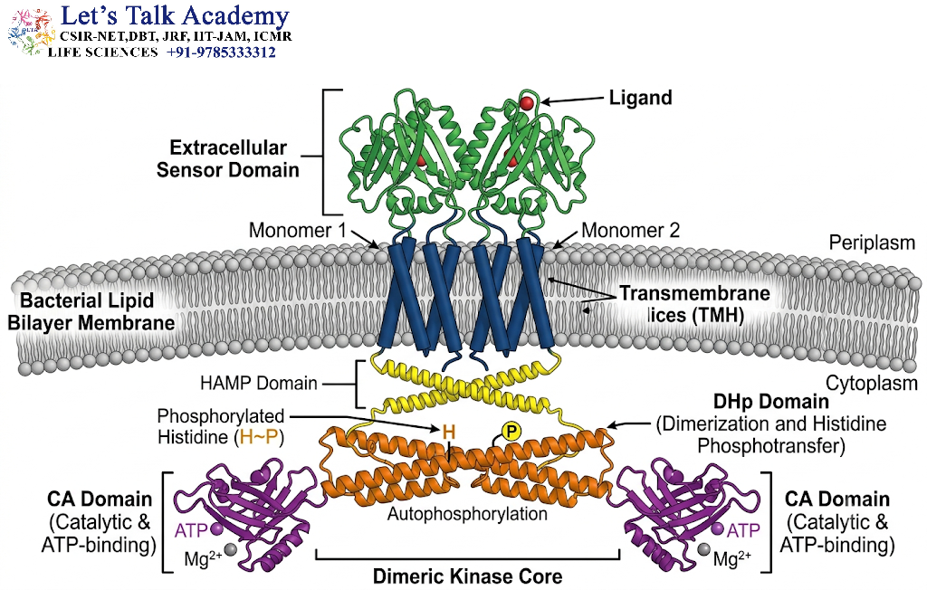 Structure of Sensor Histidine Kinases