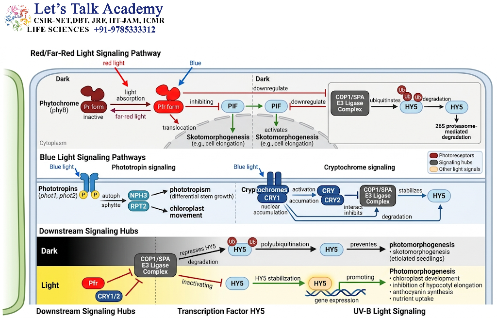 Core Molecular Components of Plant Light Signaling