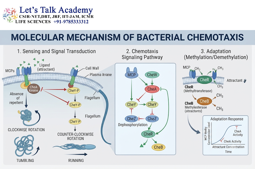 Major Biological Functions of Quorum Sensing