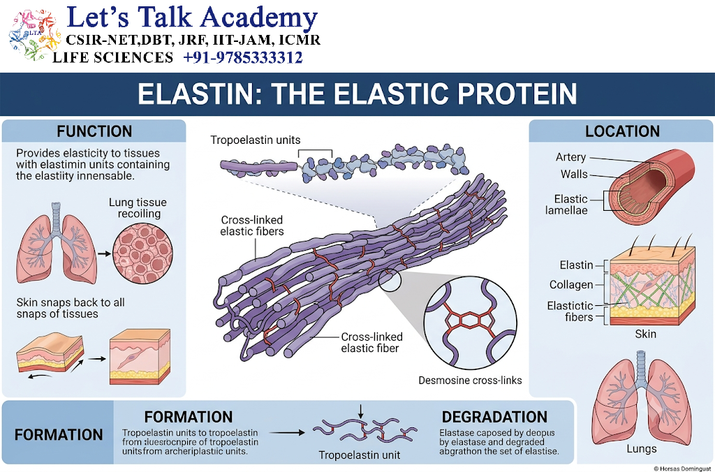 Elastin