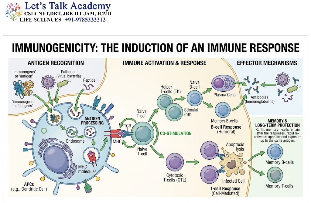 Immunogenicity