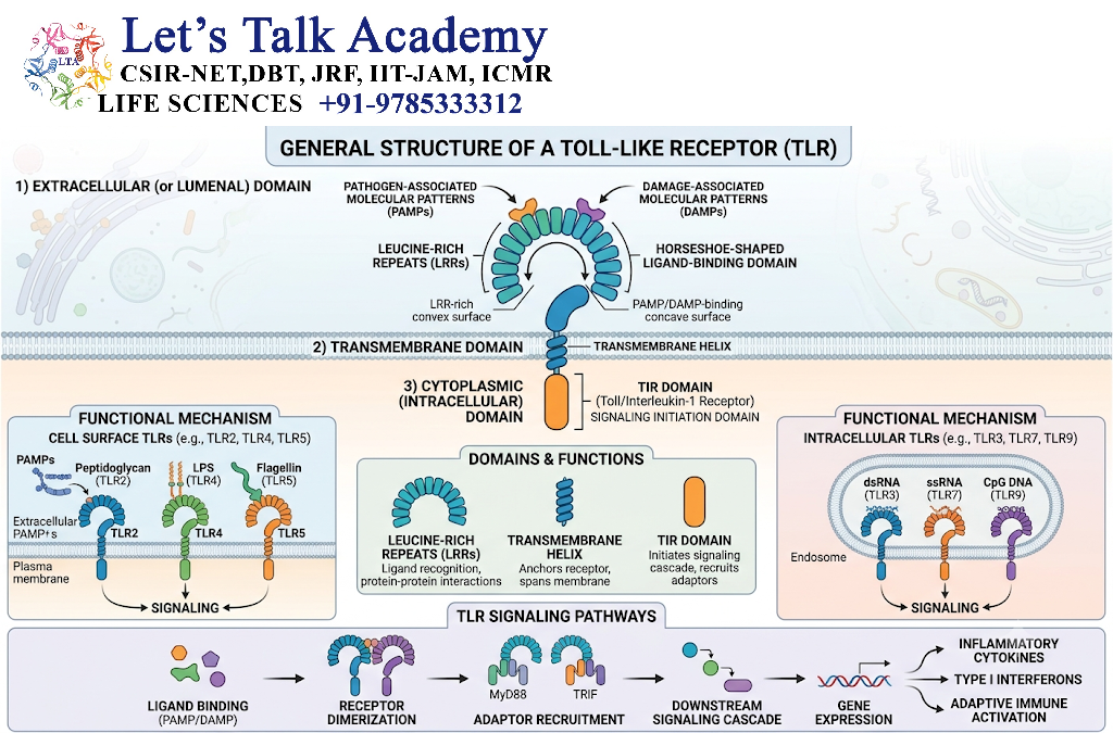 General Structure of TLRs