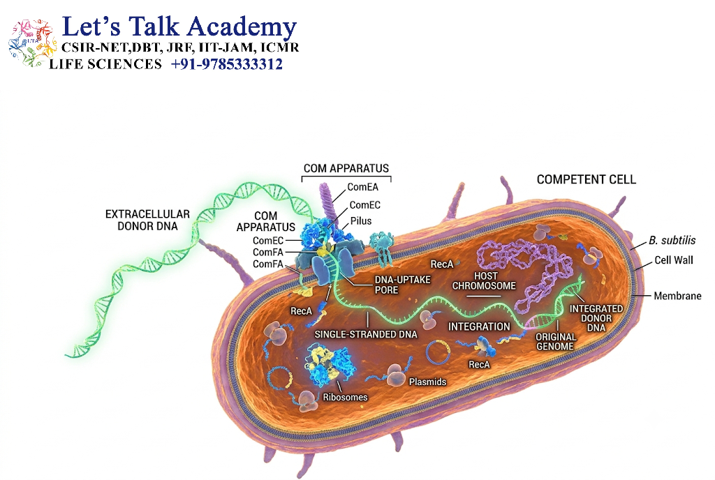 Cellular Competence