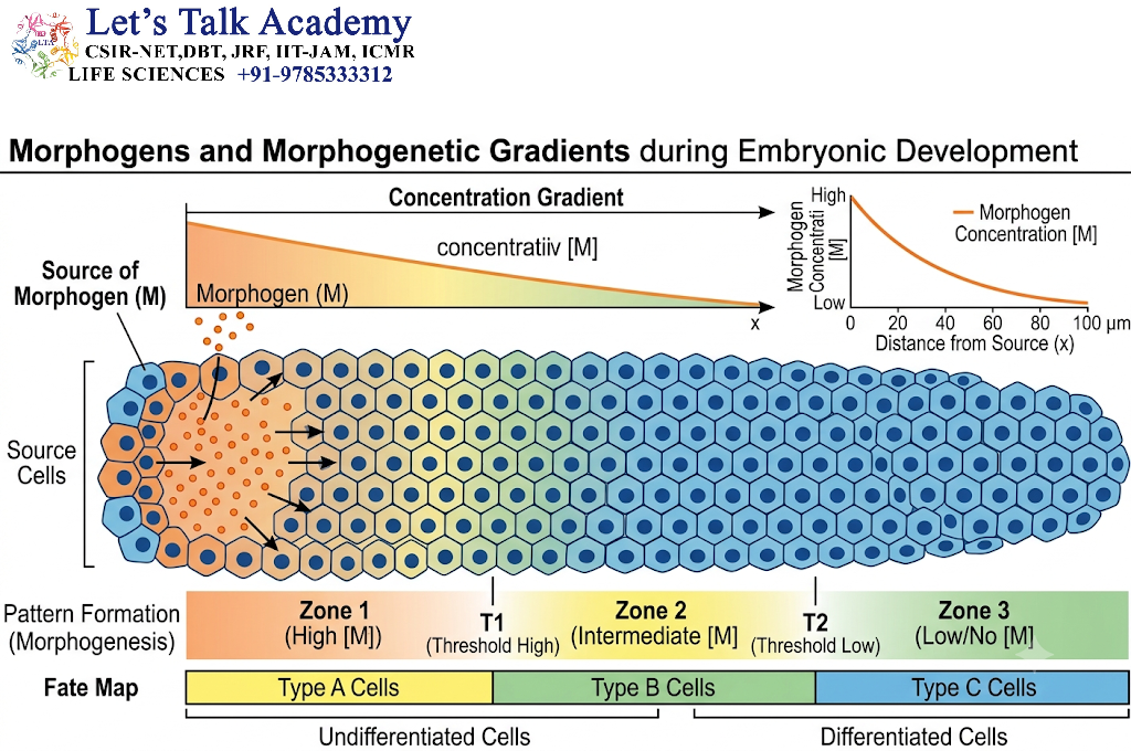 Morphogens and Morphogenetic Gradients