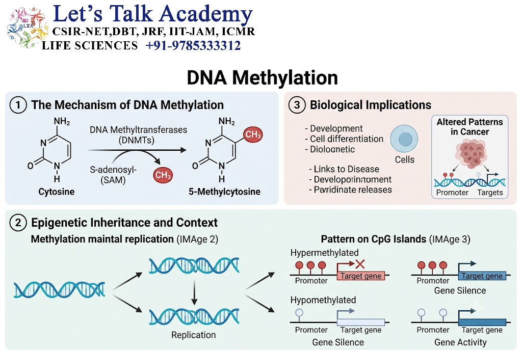 DNA Methylation