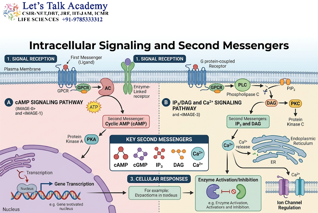 Intracellular Signaling and Second Messengers