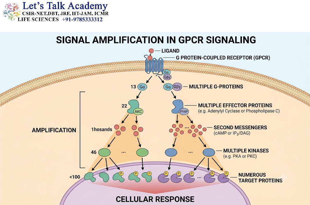 Signal Amplification in GPCR Signaling