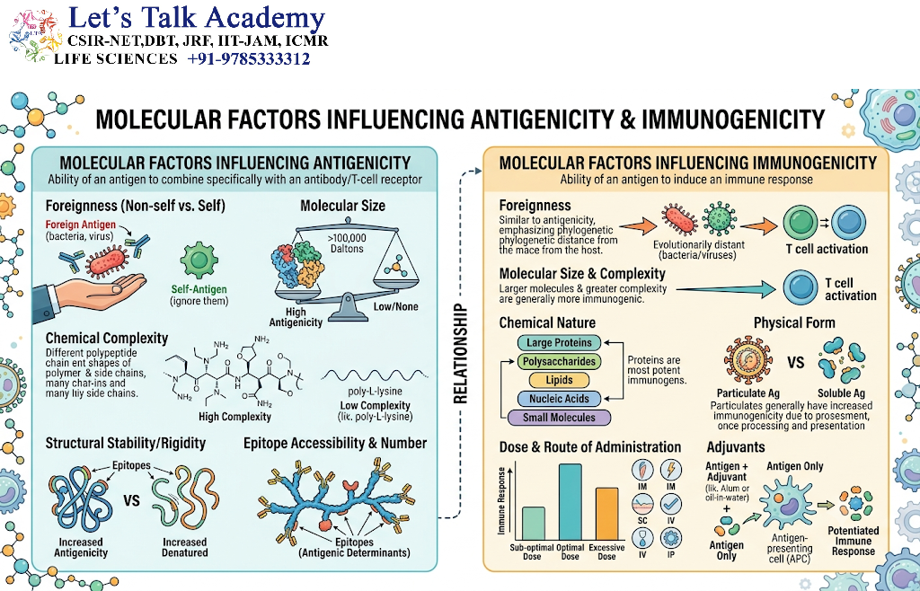 Molecular Factors Influencing Antigenicity and Immunogenicity