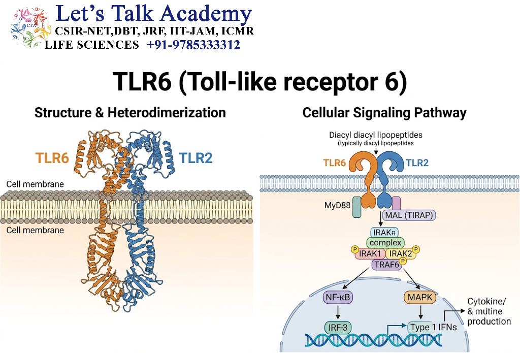 TLR6