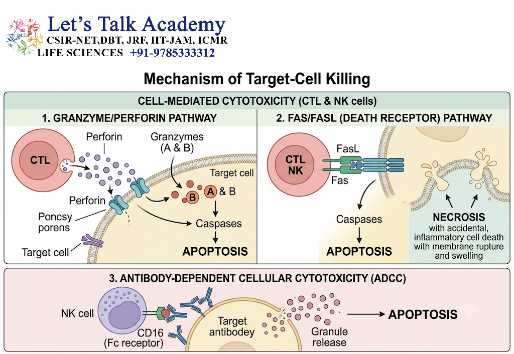 Mechanism of Target-Cell Killing