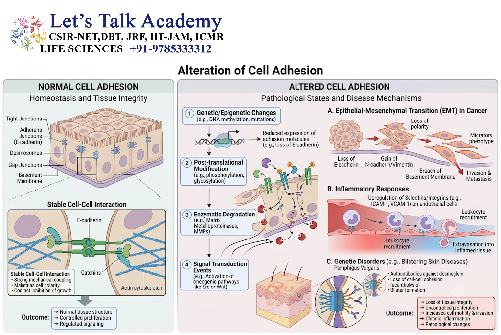 Alteration of Cell Adhesion