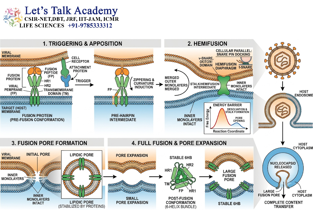 Mechanism of Membrane Fusion