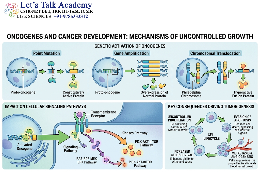 Oncogenes and Cancer Development