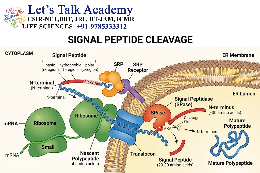 Signal Peptide Cleavage
