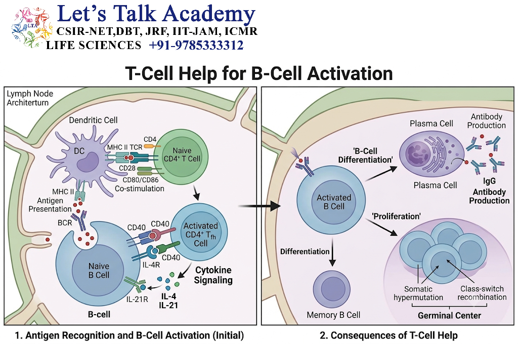 T-Cell Help for B-Cell Activation