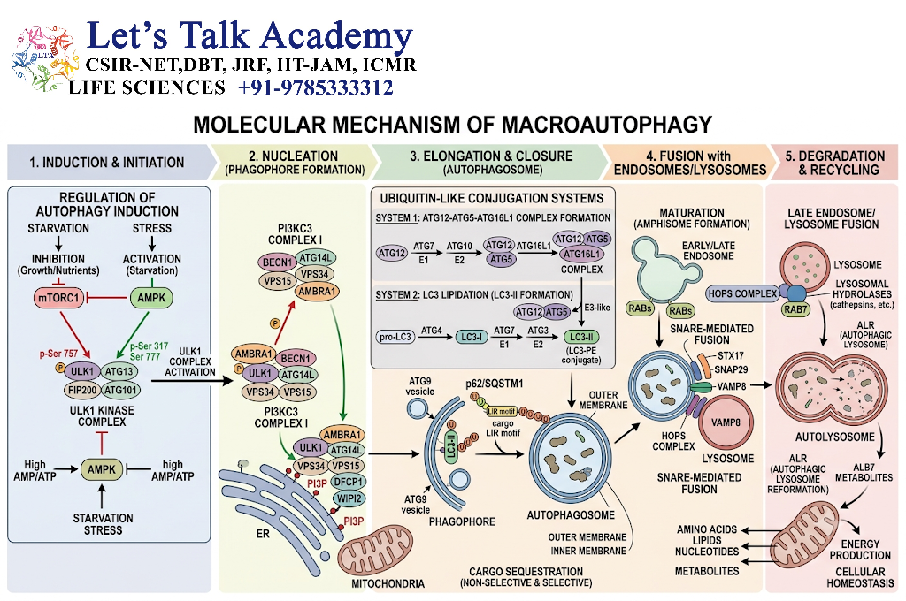 Molecular Mechanism of Macroautophagy