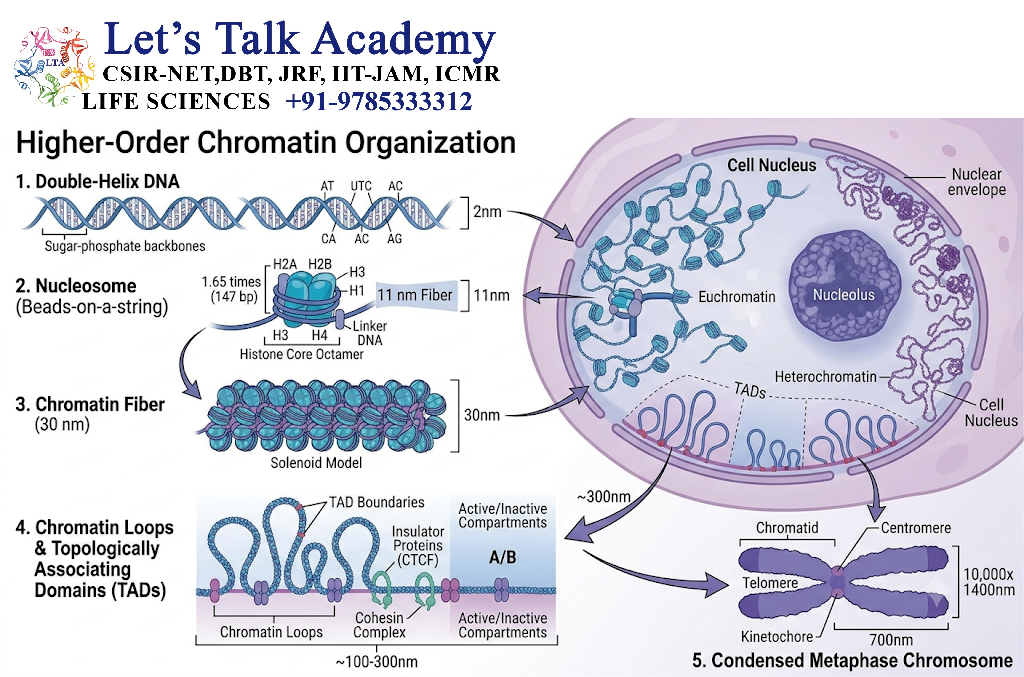 Higher-Order Chromatin Organization