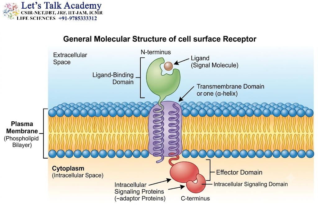 Basic Structural Organization of Cell Surface Receptors
