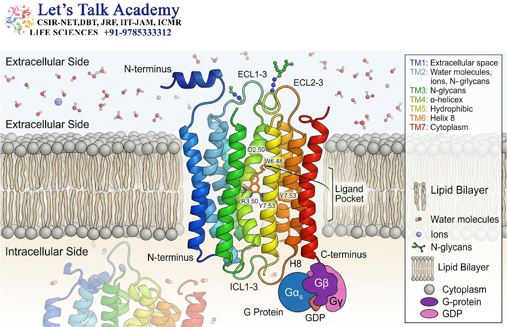 Seven-Transmembrane α-Helical Structure