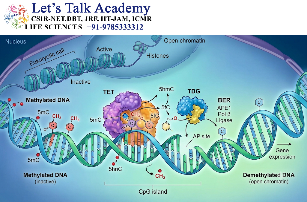DNA Demethylation