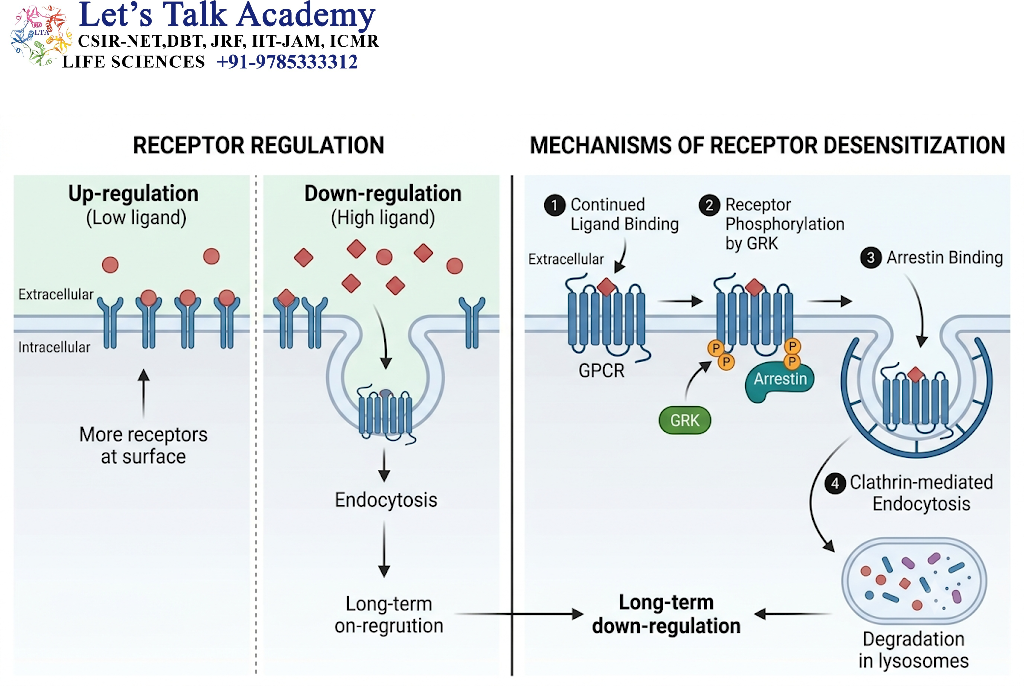 Regulation and Desensitization of Cell Surface Receptors