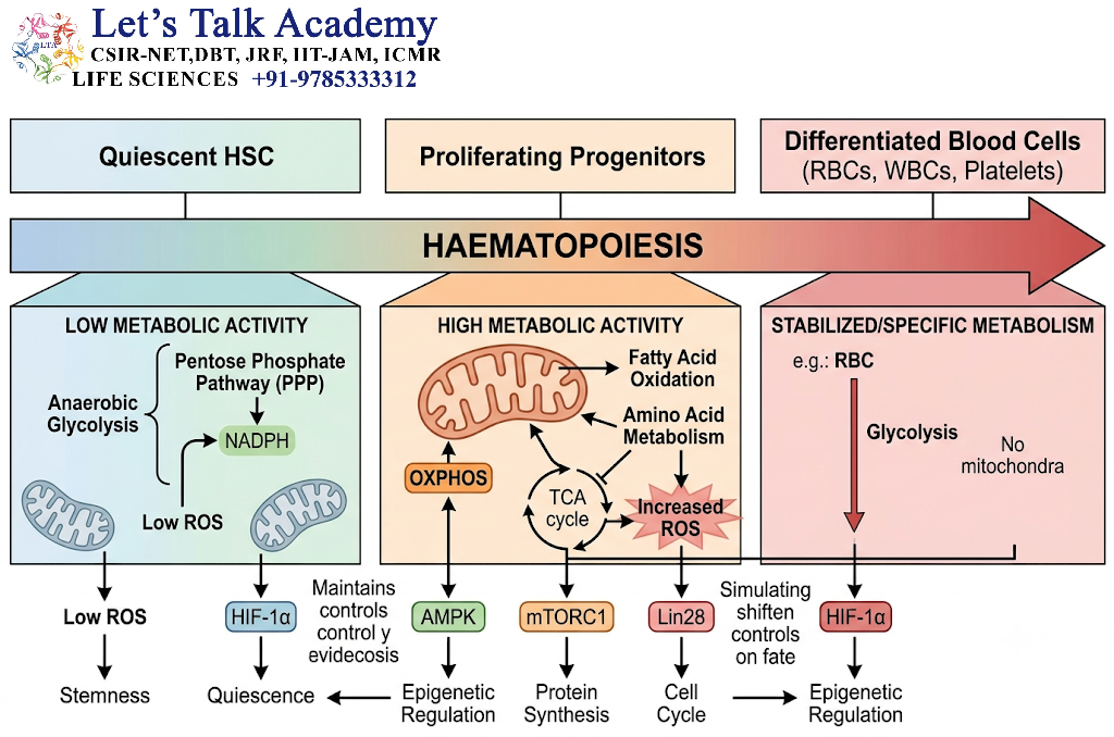 Metabolic Regulation of Haematopoiesis