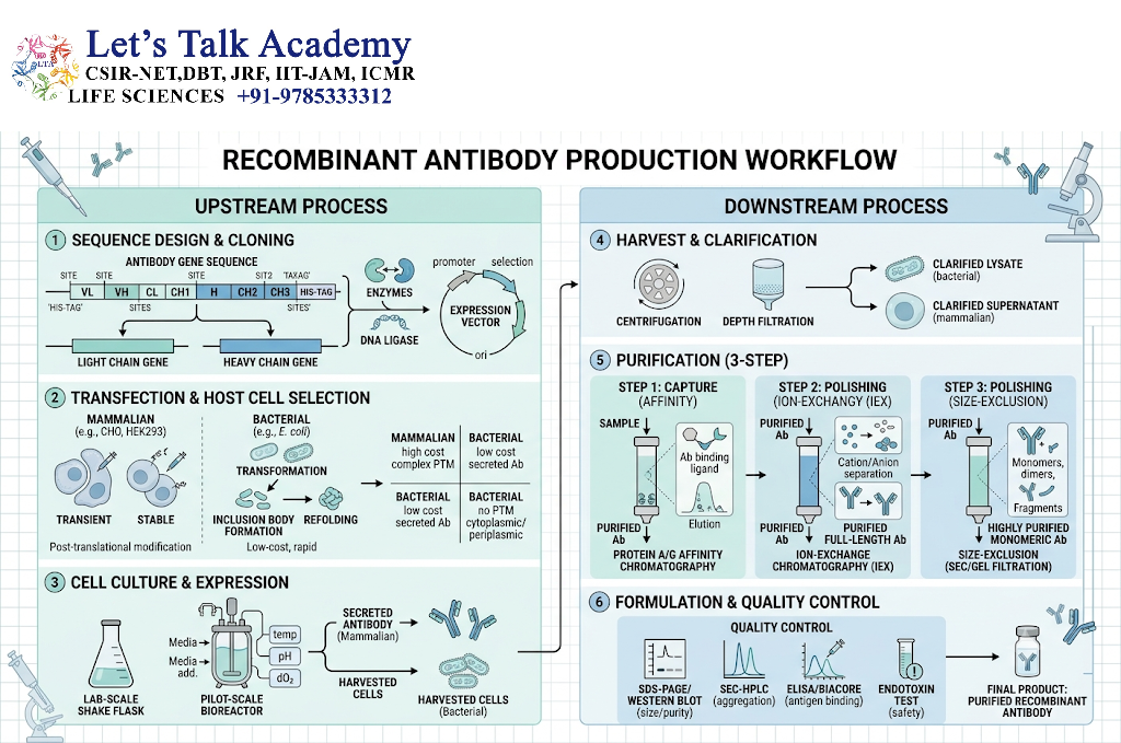 Recombinant Antibody Production