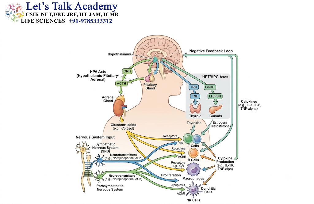 Neuroendocrine Regulation of Immunity