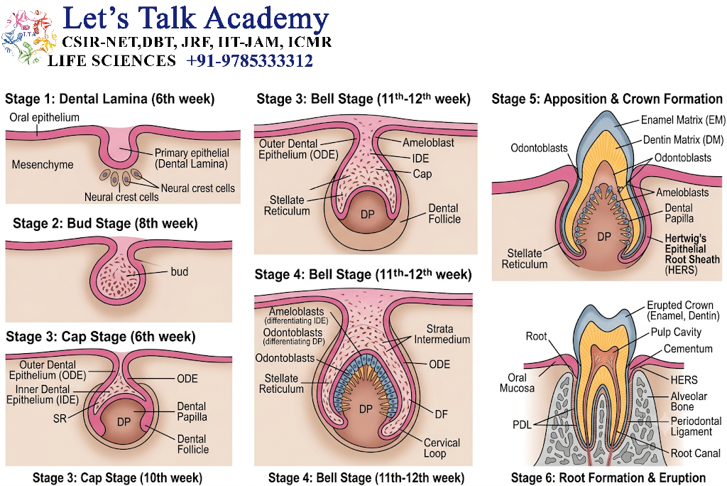 Tooth Development